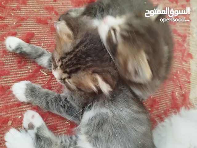 قطط شيرازي للبيع موجودين في عناتا