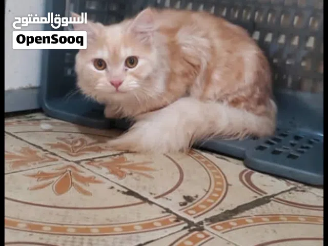 شيرازي ذكر بسعر15000 الف فقط