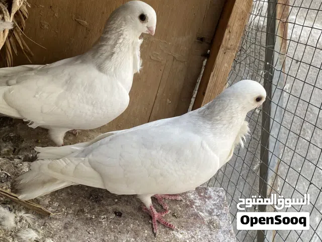 متاح ارفل قجم متواجد عل سوق مفتوح فقط