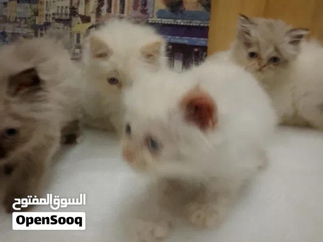 قطط  هملايا اورانج مع هملايا رغدول