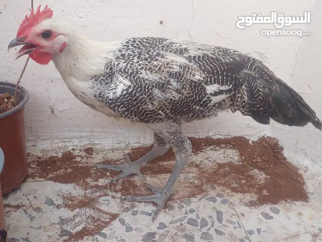 ديك فيومي مصري