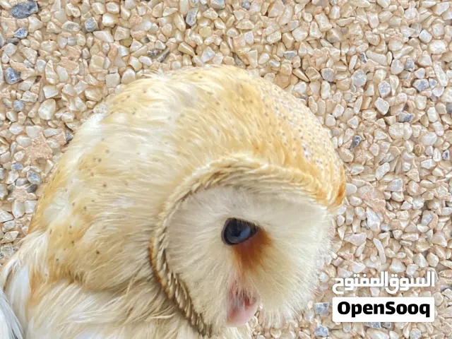 للبيع بوم البارن وجه القلب