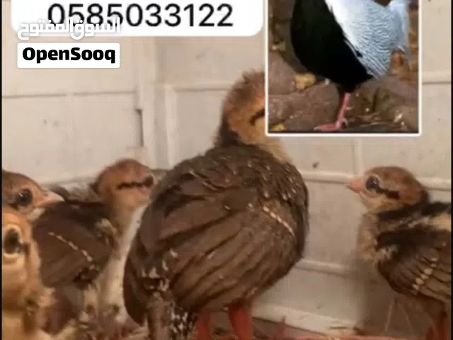 طيور فزن و فرانكلين