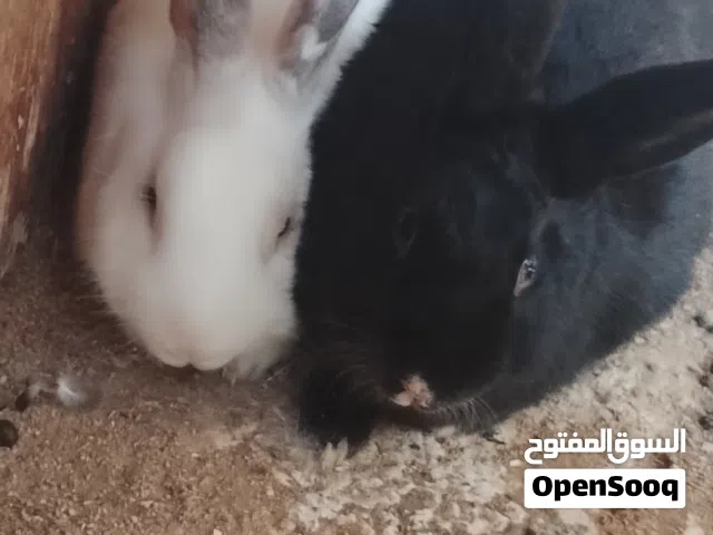 جوز ارانب ماشاءالله مطلوب فيهم15دينار