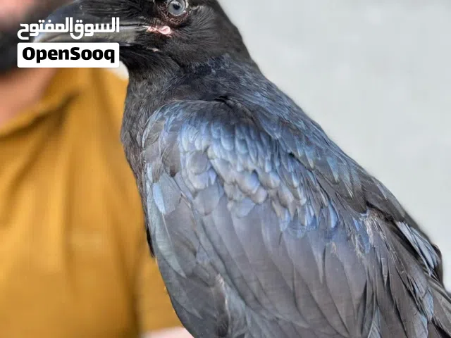غراب الرايفن العمر 4اشهر