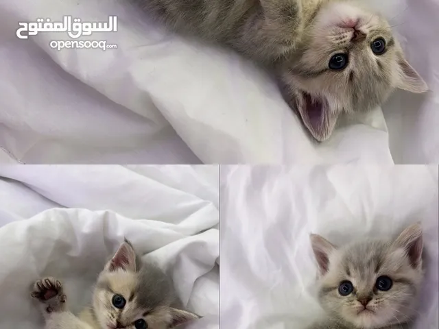 قطط للبيع