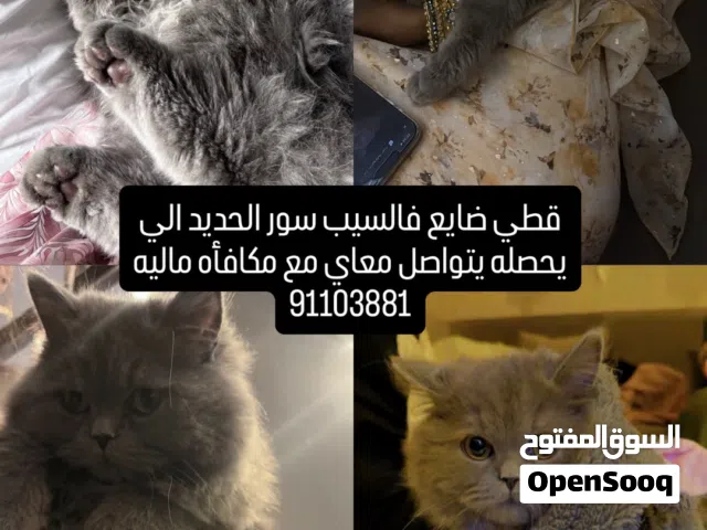 قطي ضايع بالقرب من دار الزين