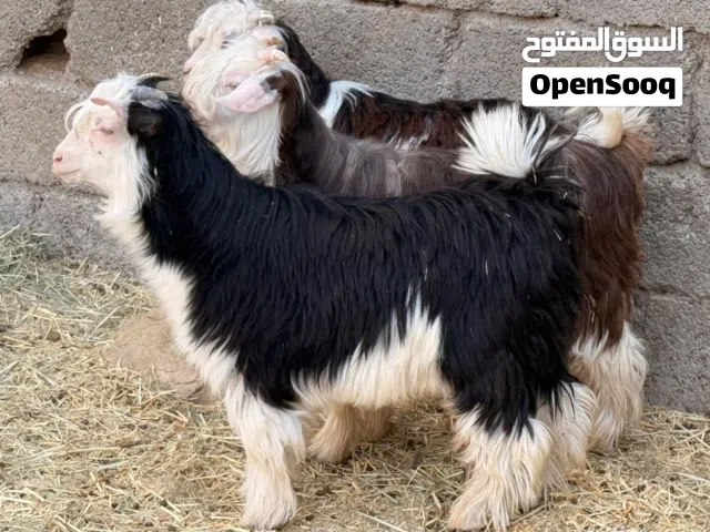 تيوس 3 + سخلات 5 من حلال الرحوب مصدرهن موثوق من قطيع واحد كلهن