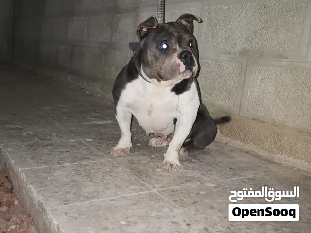 انثى اميركان بولي وركز على انثى