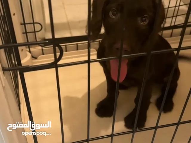 Chocolate Doodle Girl