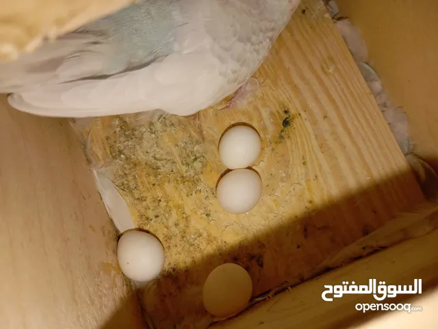 مكان بنغازي
