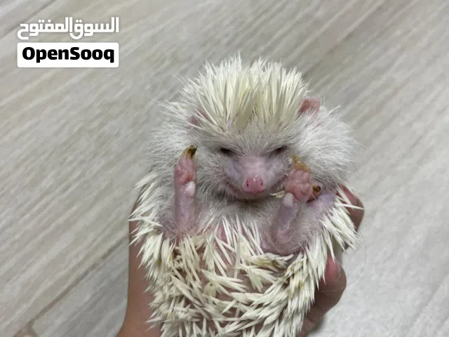 عائلة قنافذ هولندي