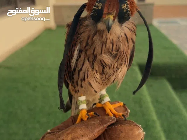 شرياس للبيع ب 600