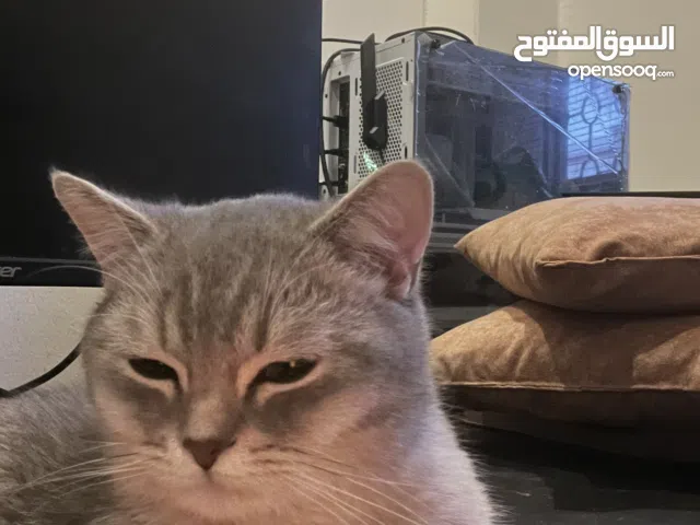 Grey Scottish straight cat very calm and litter trained. قطة سكوتش هادئه