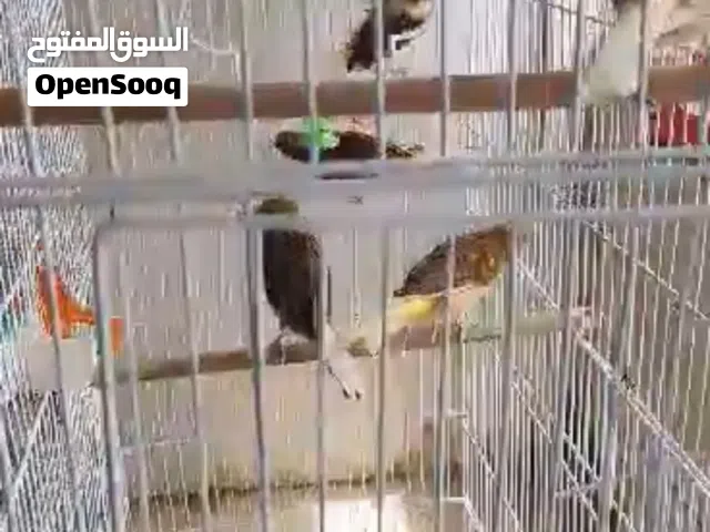 مخاليف كنار على الاول صحة ونضافة للتواصل مع صاحبهم الرقم بالوصف