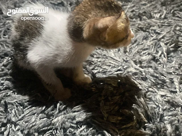 قط صغير للتبني