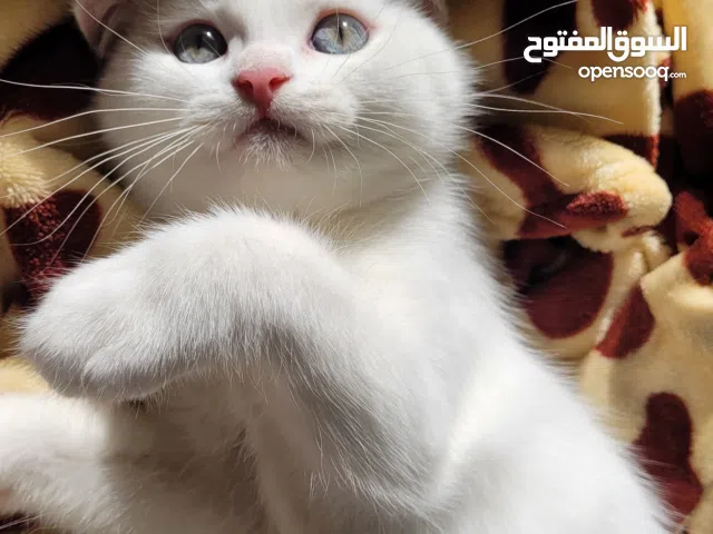 سكوتيش ستريت و سكوتيش فولد