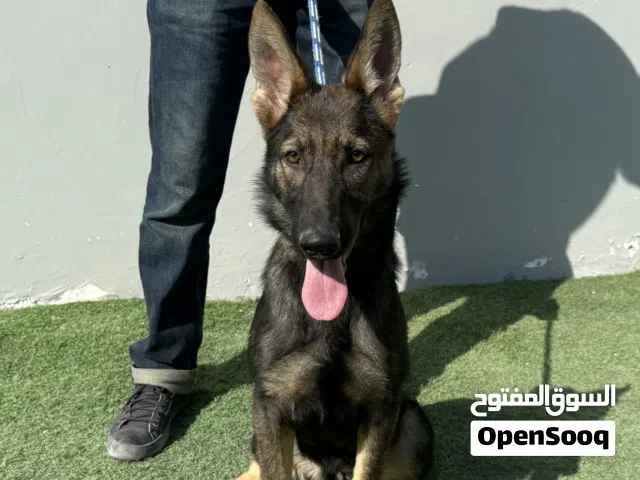 Workline German Shepherd Female Puppy – 4 Months, Pedigree & Passport