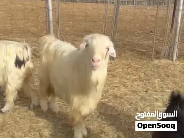 تيس و شياة للبيع