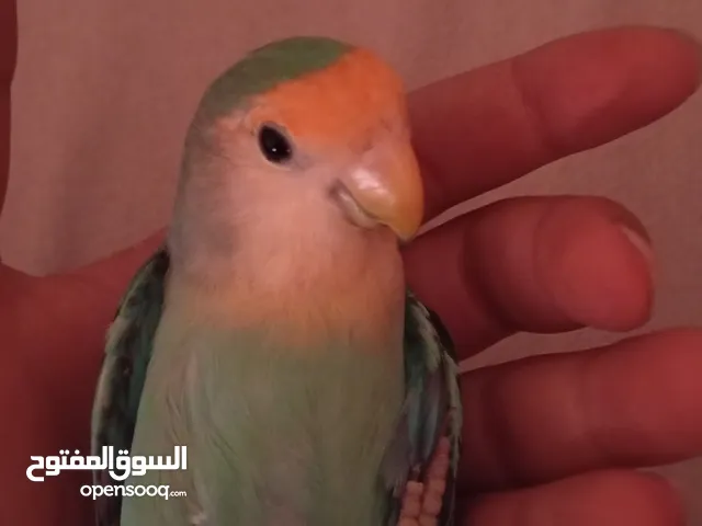 ذكر روز أليف