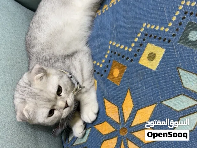 قطط اسكوتش حركي وجميل