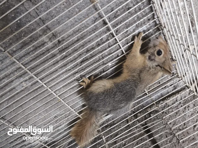 سنجاب نص ألافه