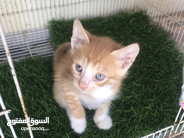 بيع قطه أم شيرازيه و الاب عماني
