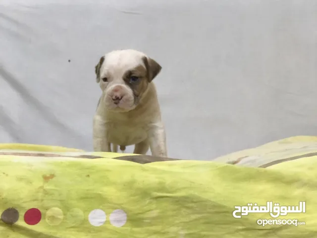 جراوي بيتبول ابطال