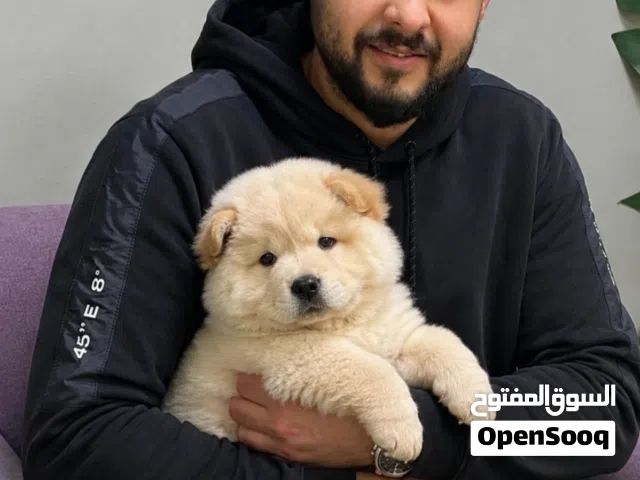 تشاوتشاو ذكر بسعر مغري جدا مع جميع المطاعيم اللازمه وجرعه الدود ومايكروشيب
