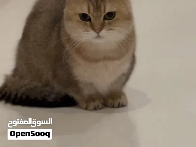 منجكن ذكر male munchkin