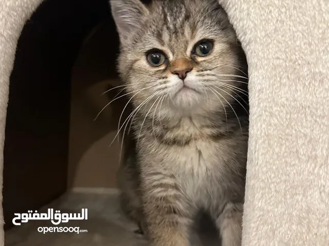 قطط للبيع العمر ثلاث اشهر الأب شيرازي والأم سكوتش ستريت متعلمين على التربوكس لعوبين صحتهم زينه
