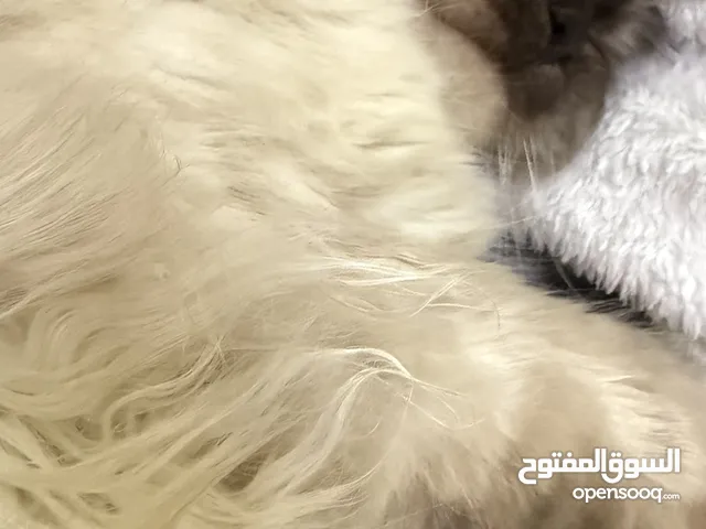 قطة همالايا للتبني
