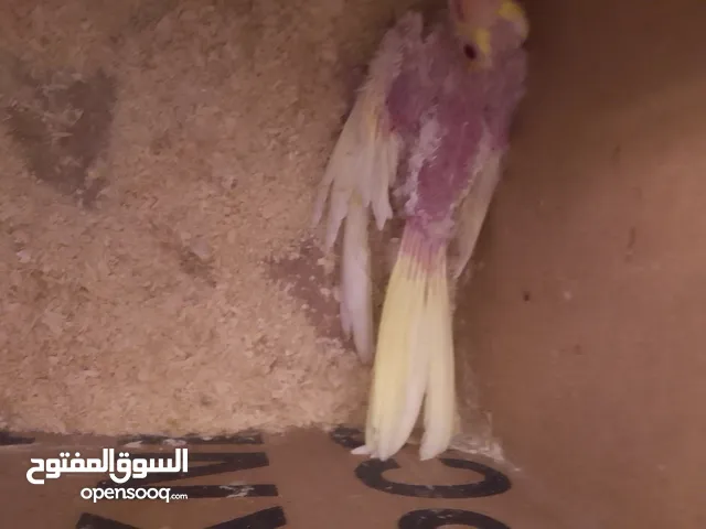 كوكتيل أصفر