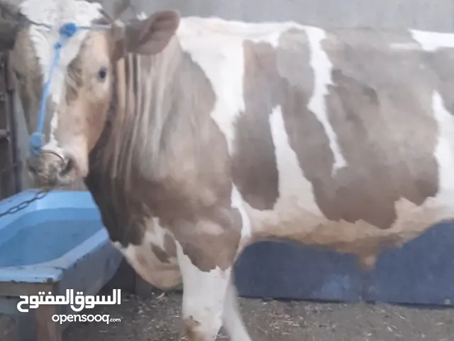 بسم الله ماشاء الله