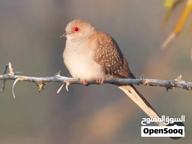 حمام الماسي