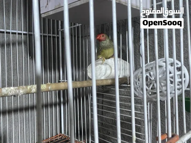 متاح ذكر ستار فنيش