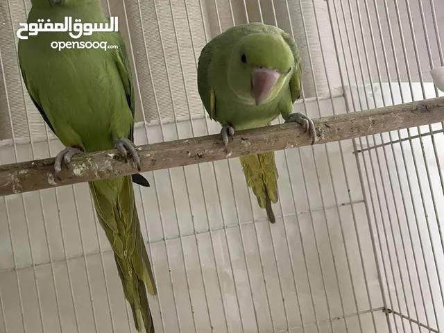 درتين أليفات