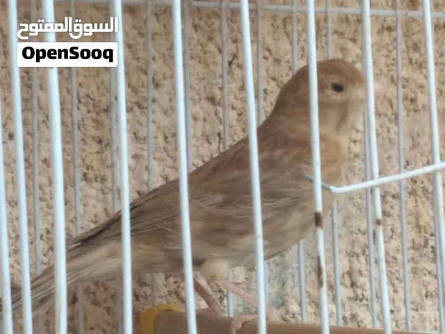 دكر فايو عين كحلة درجة ونظافة ربي يبارك