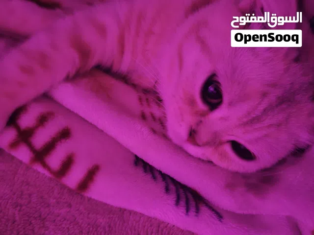 قط سكوتش فولد شيرازي