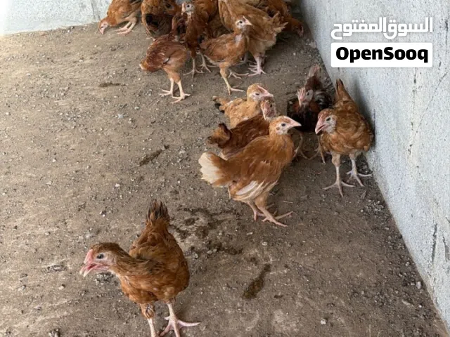 دجاج فرنسي بيور الاحمر العملاق