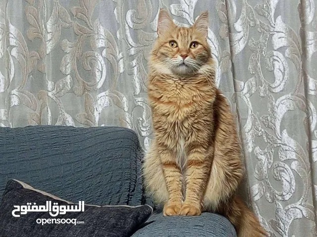 قطط للتبني في عمان