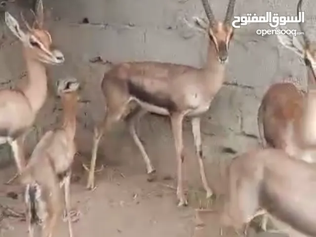 غزلان لبيع