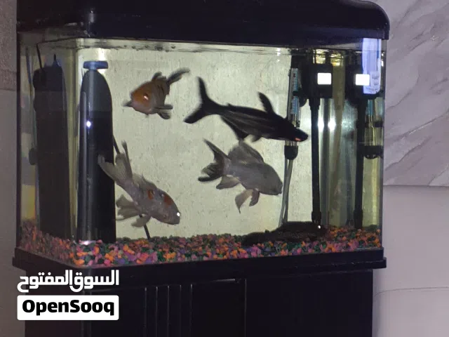 حوض اسماك كامل اغراضه
