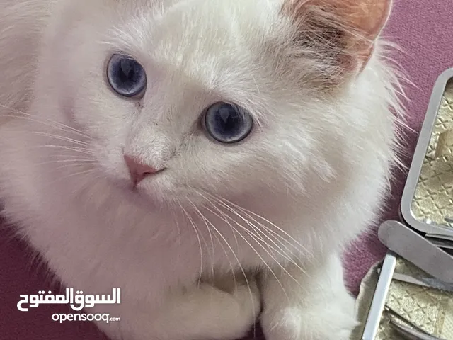 للتبني قطة شيرزاي (انجورا)