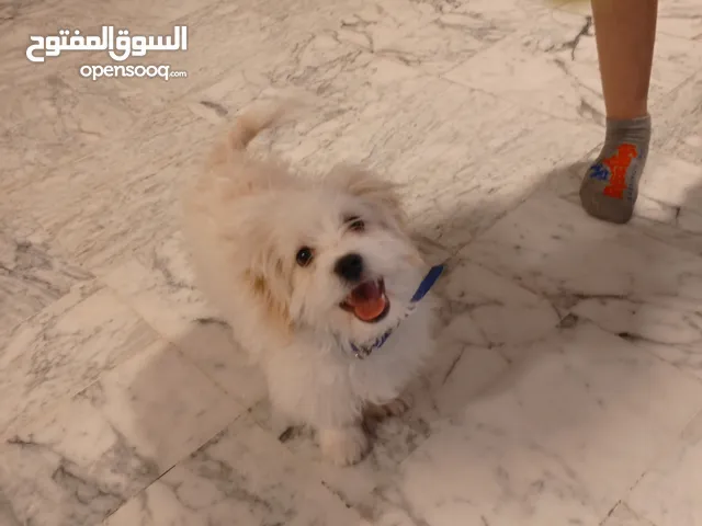 كلب زينه ايطالي
