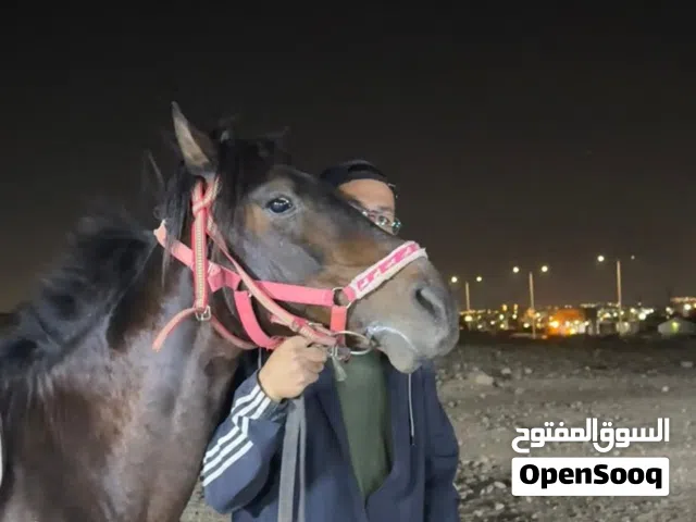 حصان عمر 5 طول 147 مسكر
