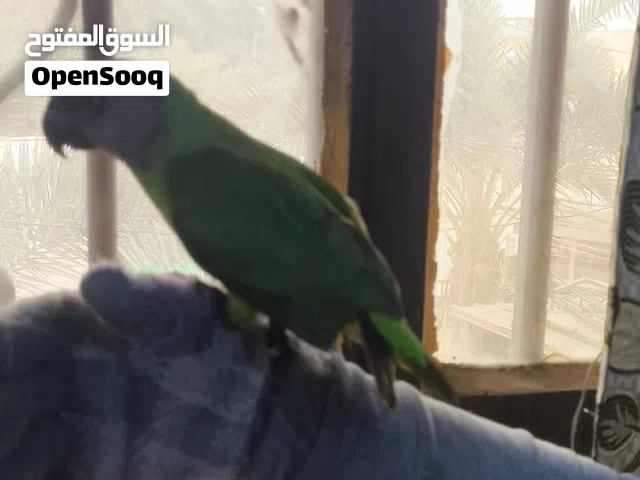 امازوني راس اسود نوعية نادرة