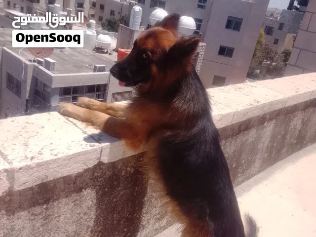 كلب جيرمن شيبرد بيور ، لونق هير ، كينج سايز
