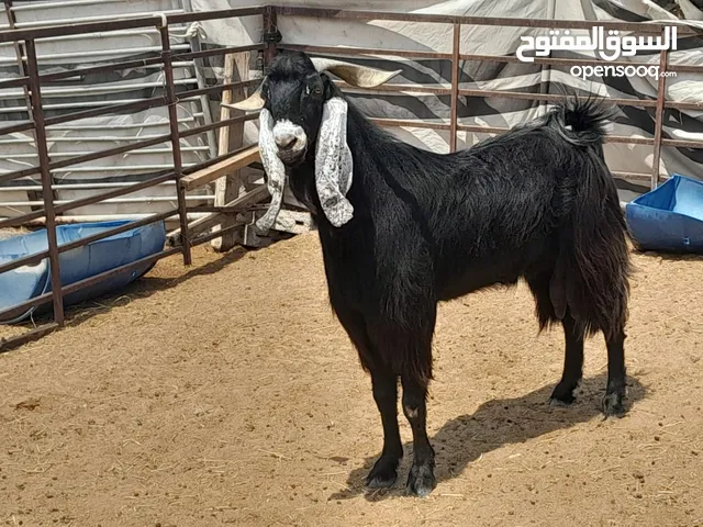 ضحايا تيوس للبيع الكميه مفتوحه متاحه للحجز والتوصيل في اماره دبي فقط