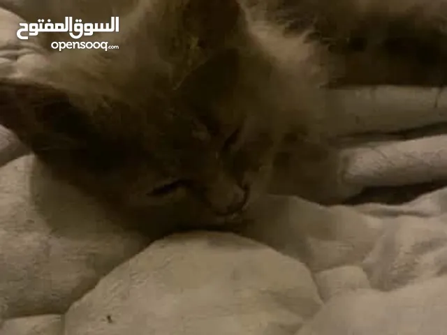 قطه انثى للبيع